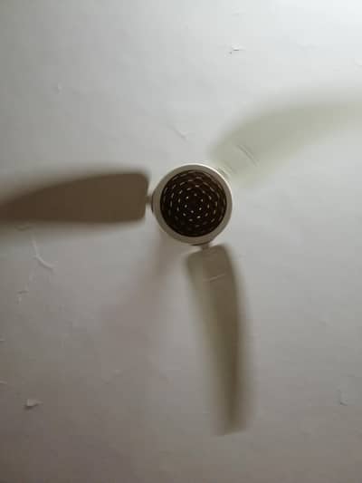 Royal fan