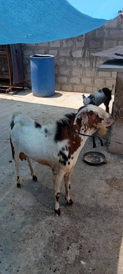 qurbani ke Liye Bakra for sale
