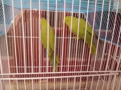 Pair of Ring neck