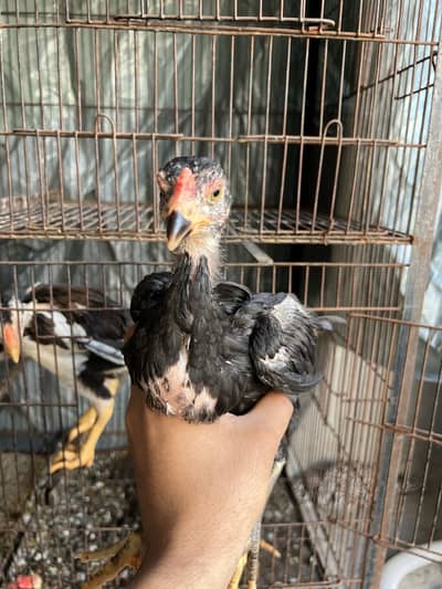 Aseel chick available for sale