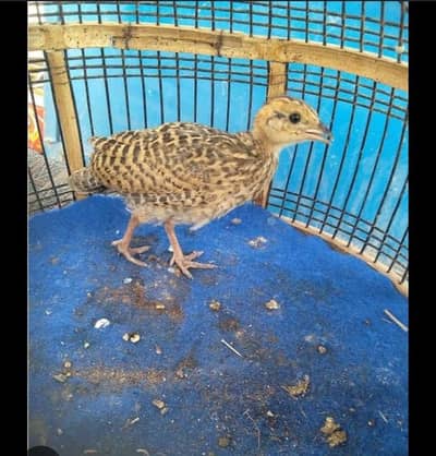 Home bread sindhi teetar chicks availabe black francolin
