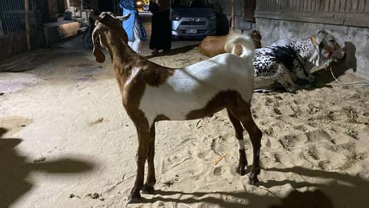 Tapre 2Dantt For Qurbani 2026