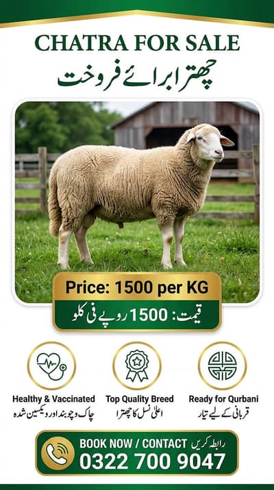 sheeps for sale
