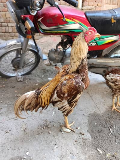 Patha for sale