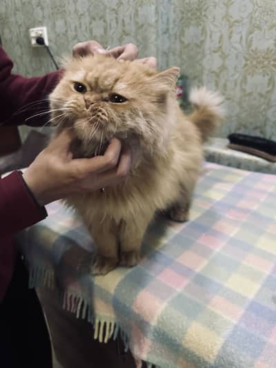 Persian Cat (Triple Coat)
