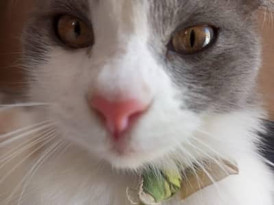 Persian cat for sale
