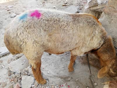 dunby bakry