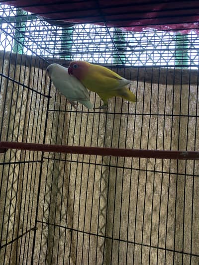 Love bird pair 2chicks albino lotino
