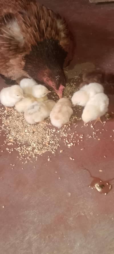 2 female hen and 1 Male hen with baby hen