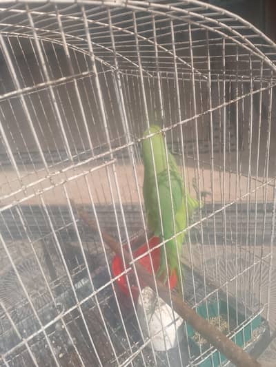 active katha f. mail green parrot  sare tafsele desc m mojod Hy