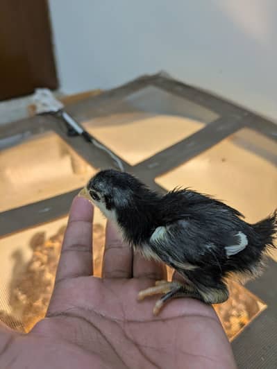 AUSTRALORP CHICKS