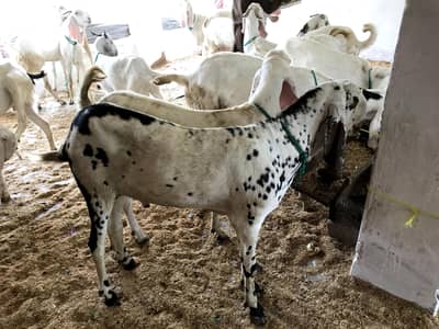 Goats For sale