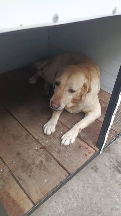 Labrador female_ active and healthy _labradoe dog