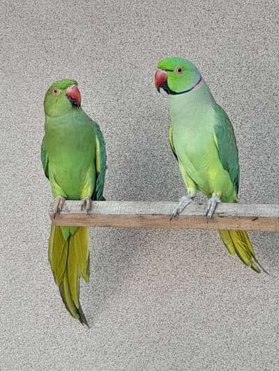 sami tame breedr pair fresh vedio whts app mil jae gi