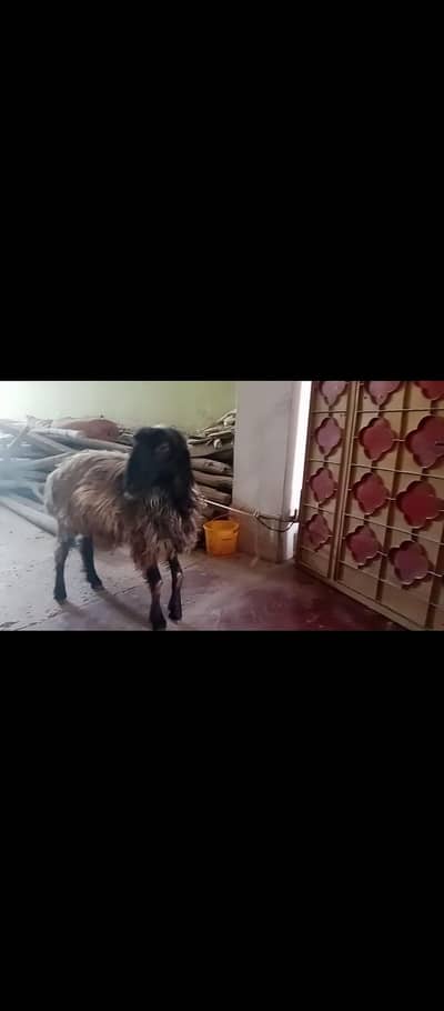 Shinwari sheep 03015545667