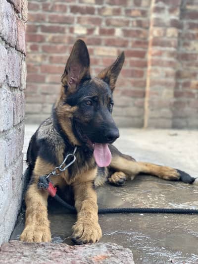 German shepherd