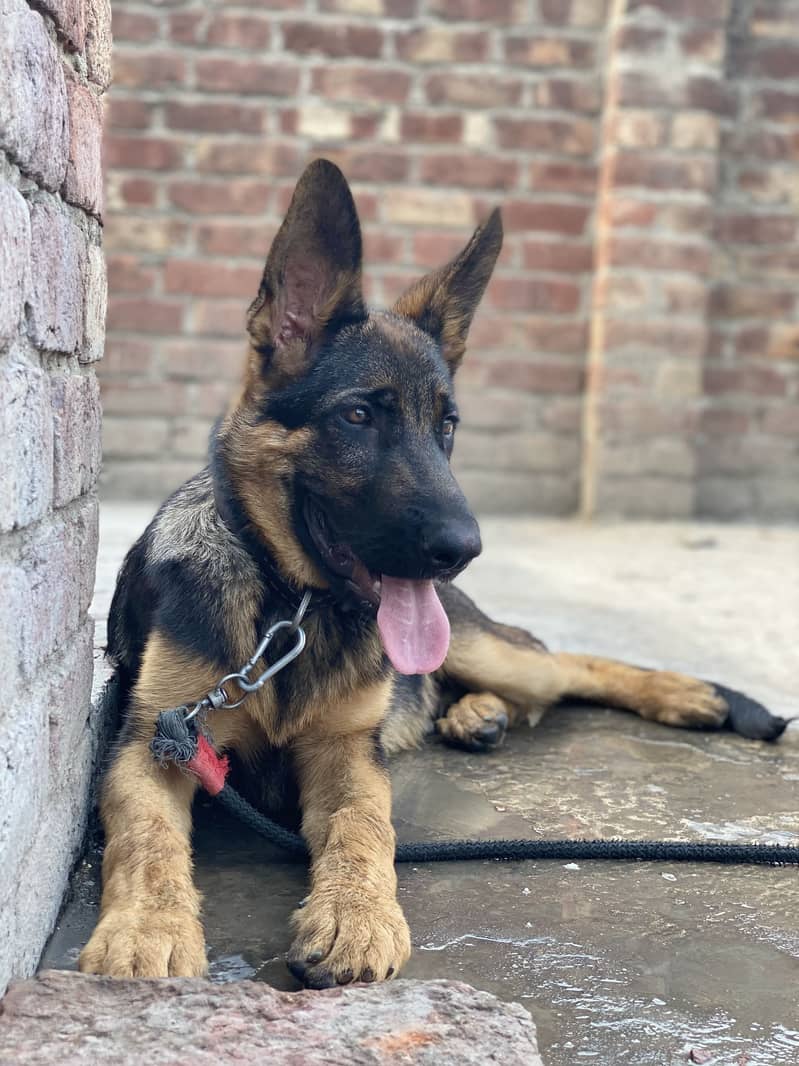 German shepherd 0