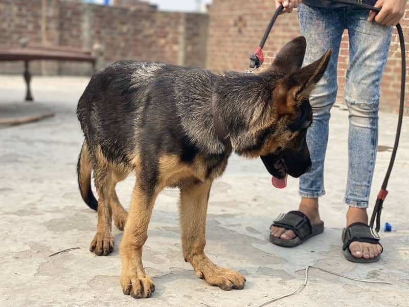 German shepherd 1