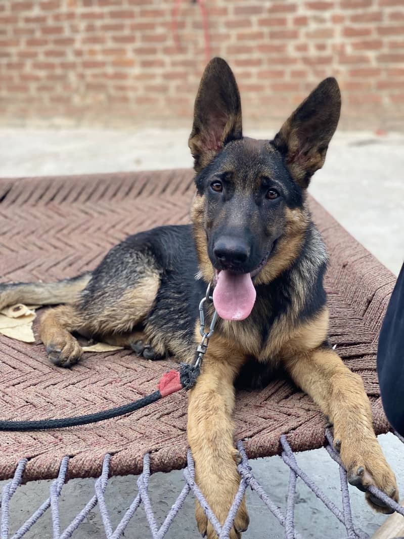German shepherd 2