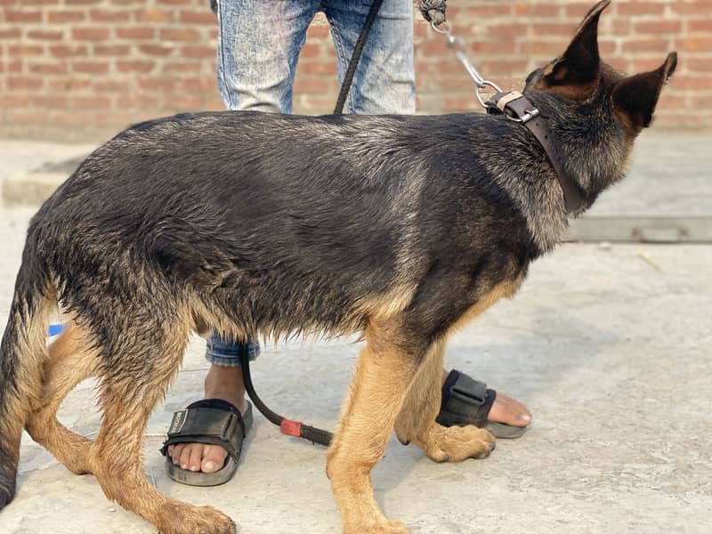 German shepherd 3