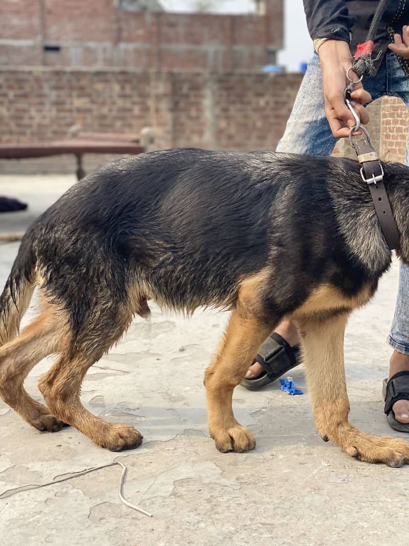 German shepherd 4