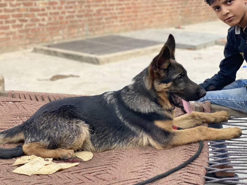 German shepherd 5