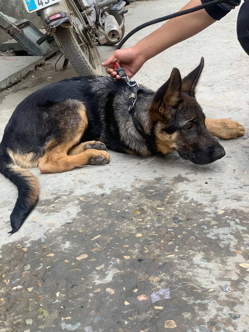 German shepherd 6