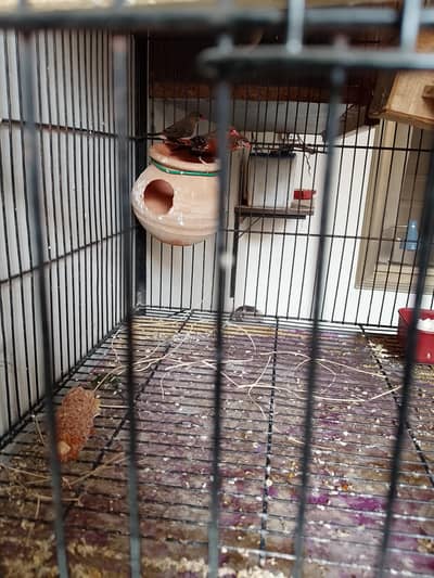 surkha (strawberry Finch) 5 piece 3 males 2 females