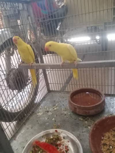 baby parrot