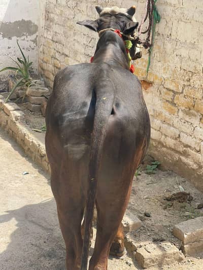 qurbani bull