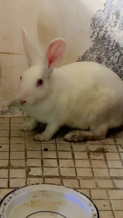 Rabbits