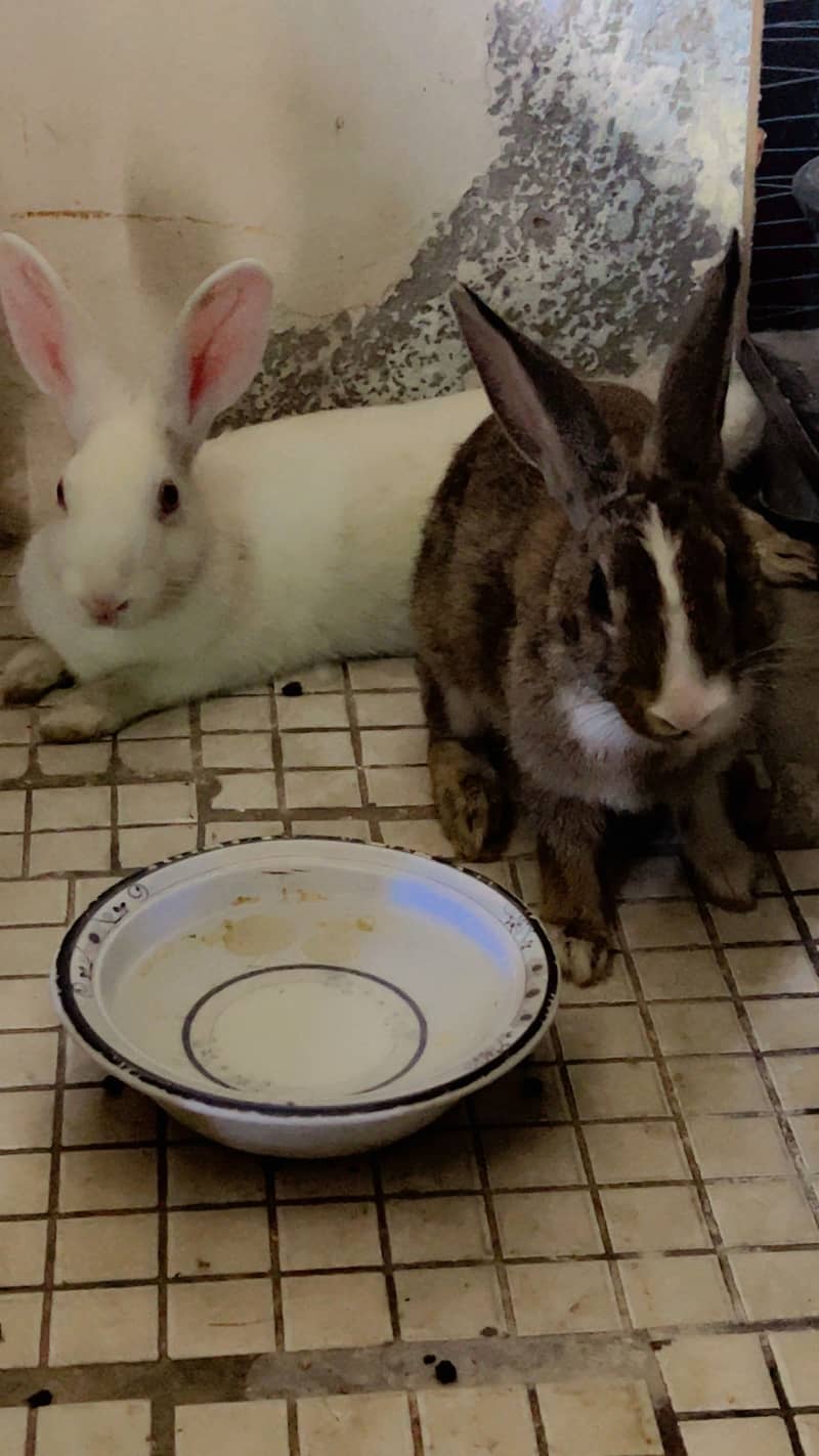 Rabbits 1