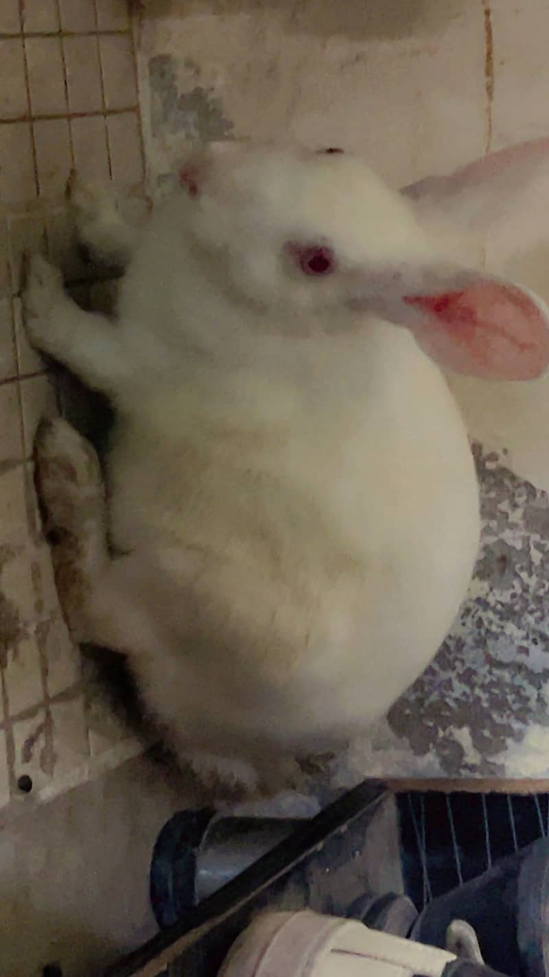 Rabbits 2