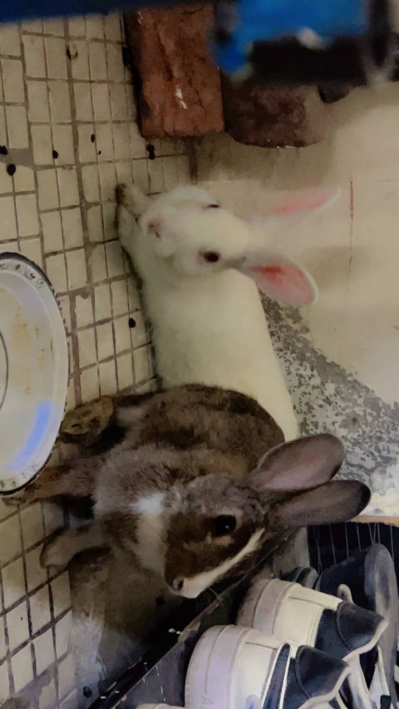 Rabbits 3
