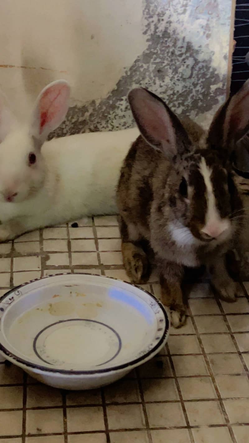 Rabbits 4
