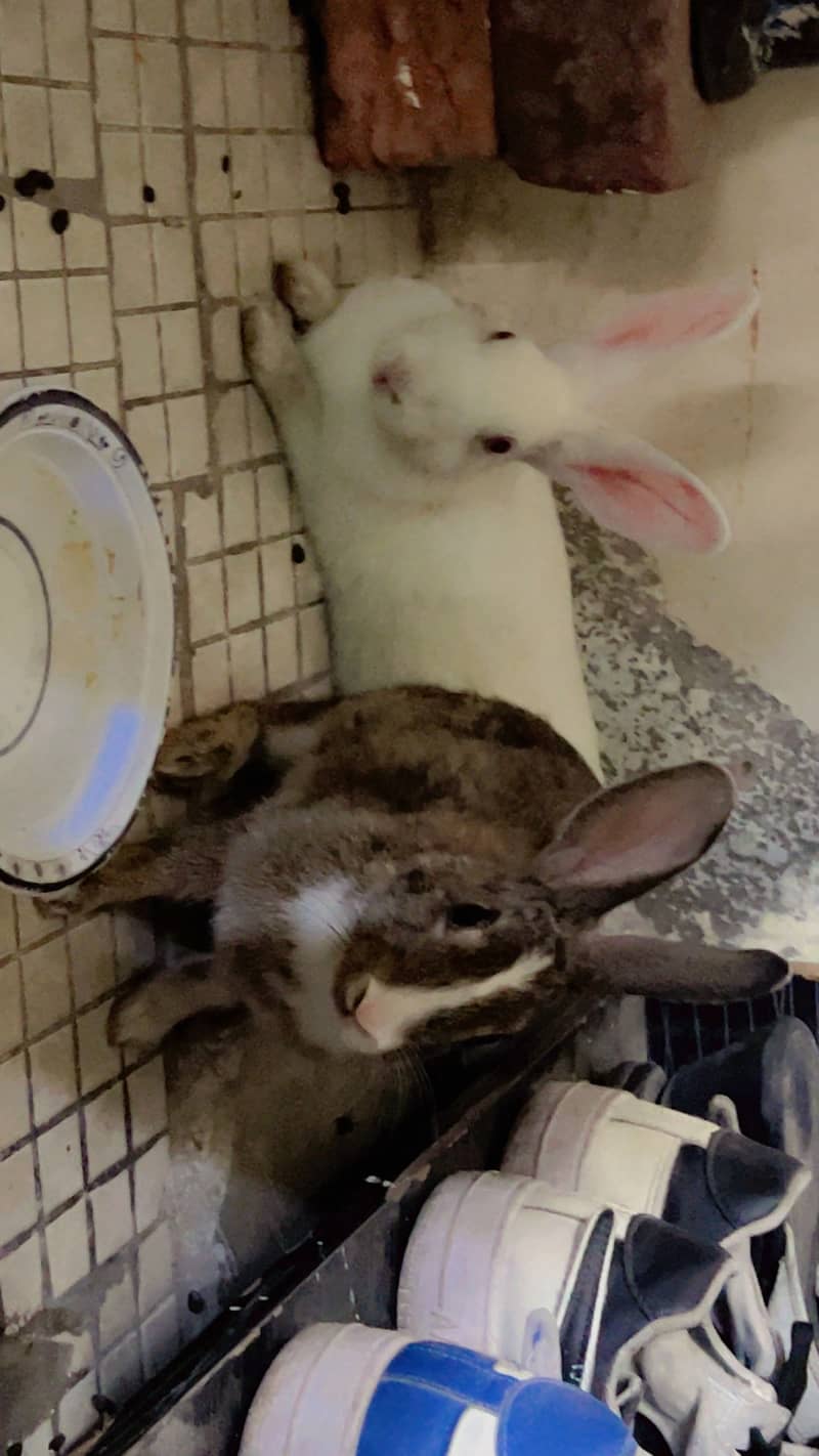 Rabbits 5