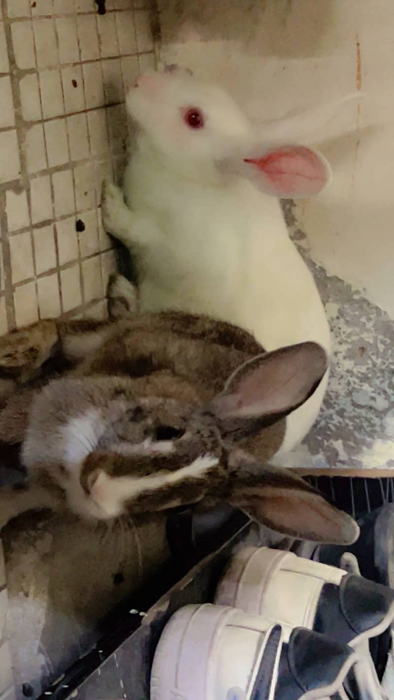 Rabbits 6