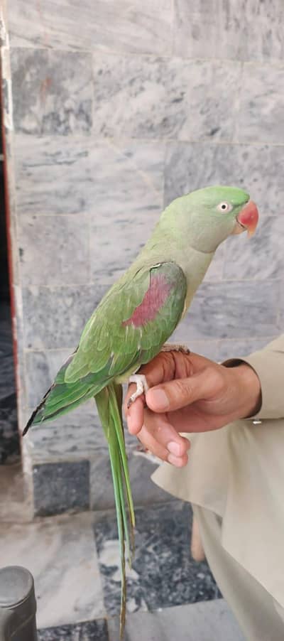 talking Parrot is up for sale