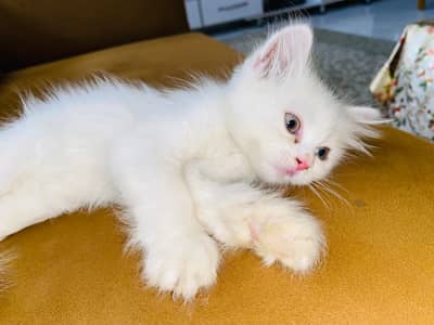 kitten male Persian triple coated