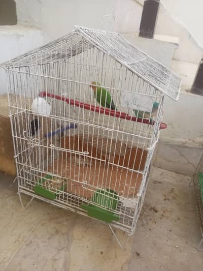 Cage for Parot