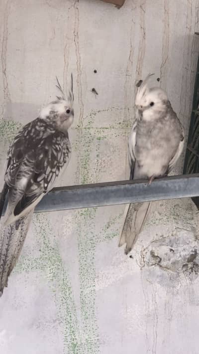 Beautiful cocktail pair