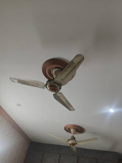 PAK FAN