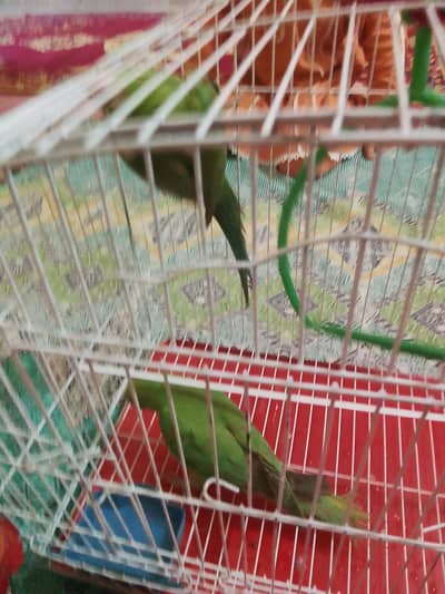 Green neck parrot for sale