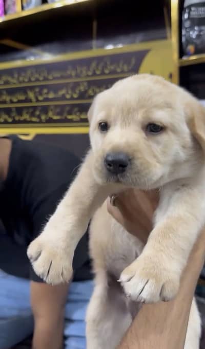Lebrador female pup