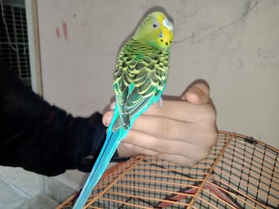 Aik parrot hand tame ha