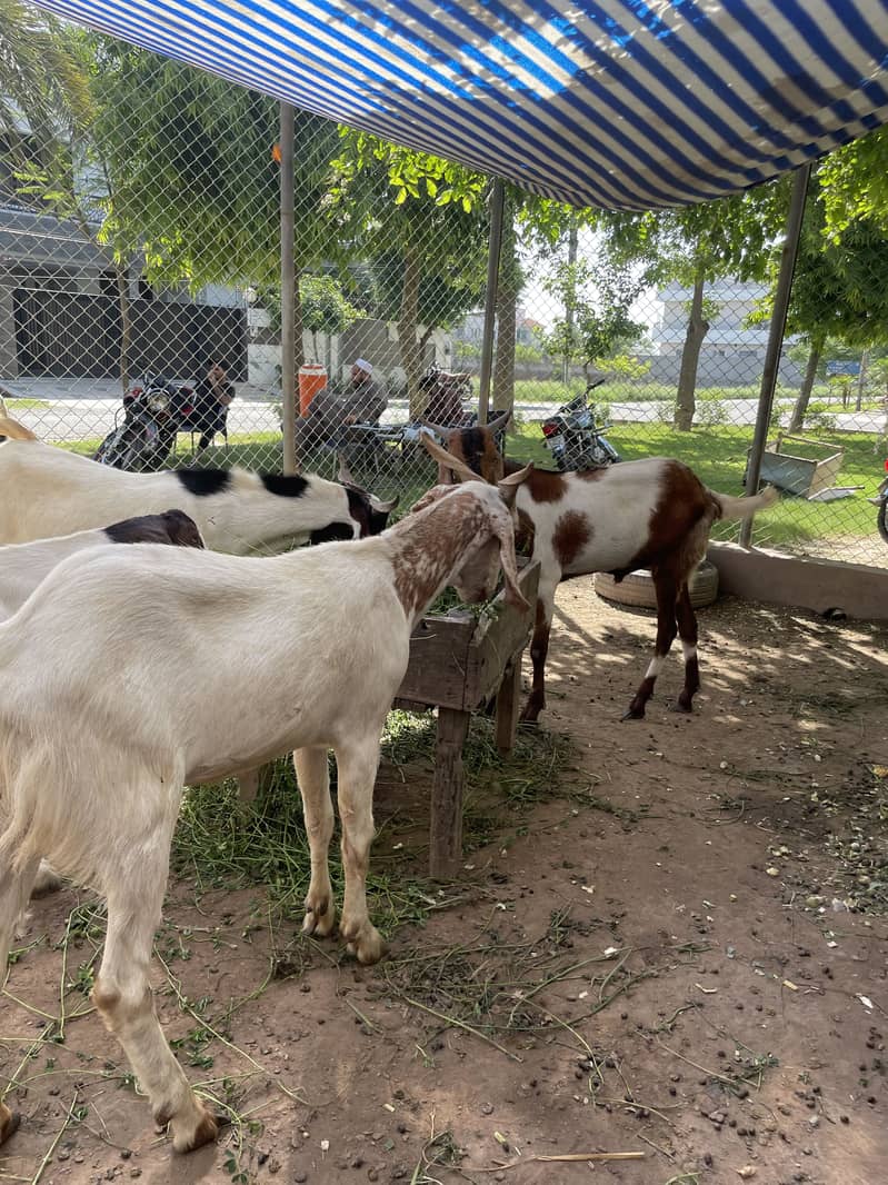 Khasi bakra 1
