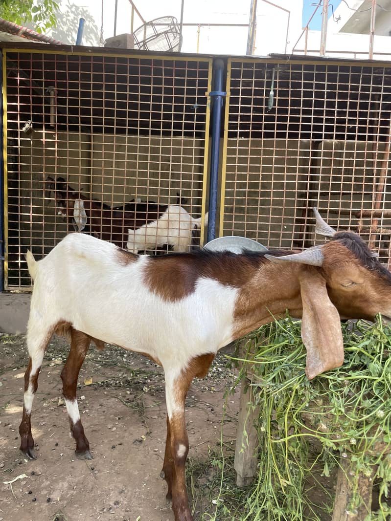 Khasi bakra 2
