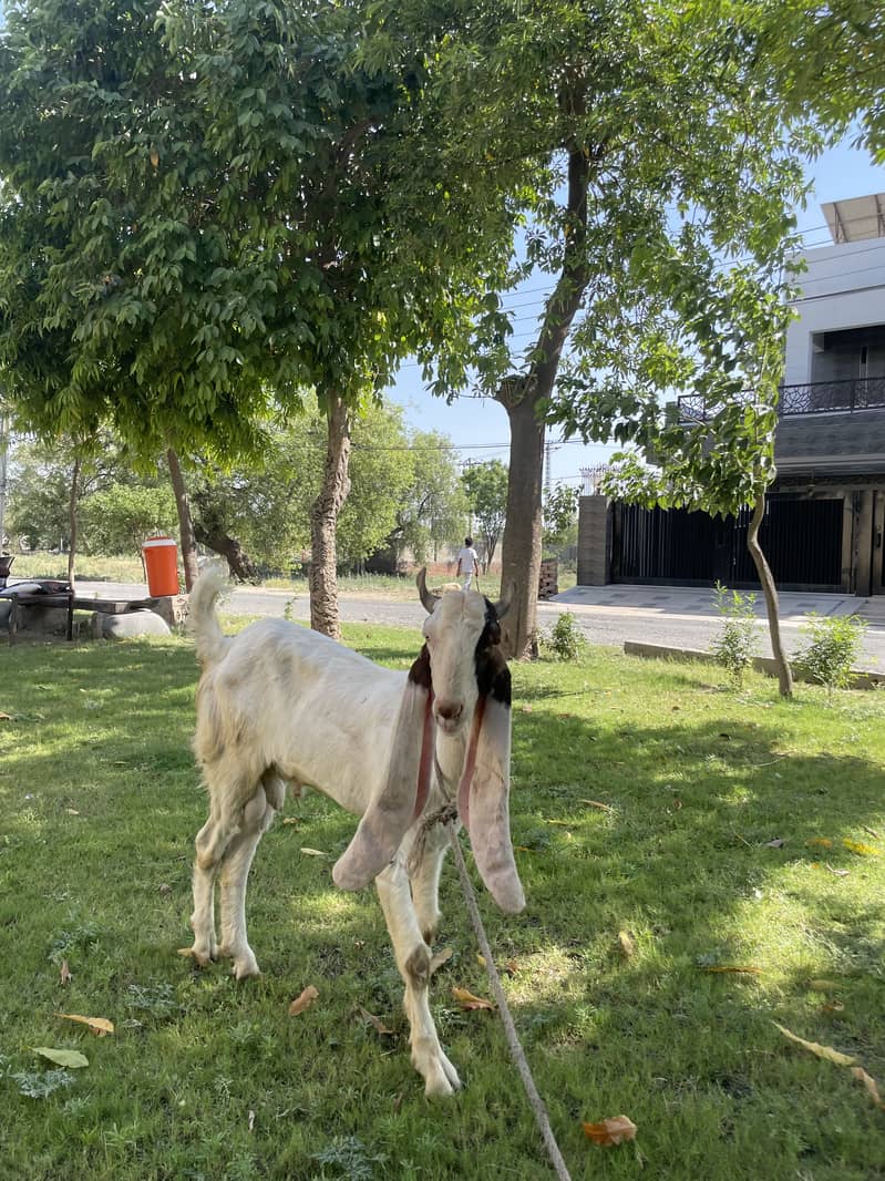 Khasi bakra 3