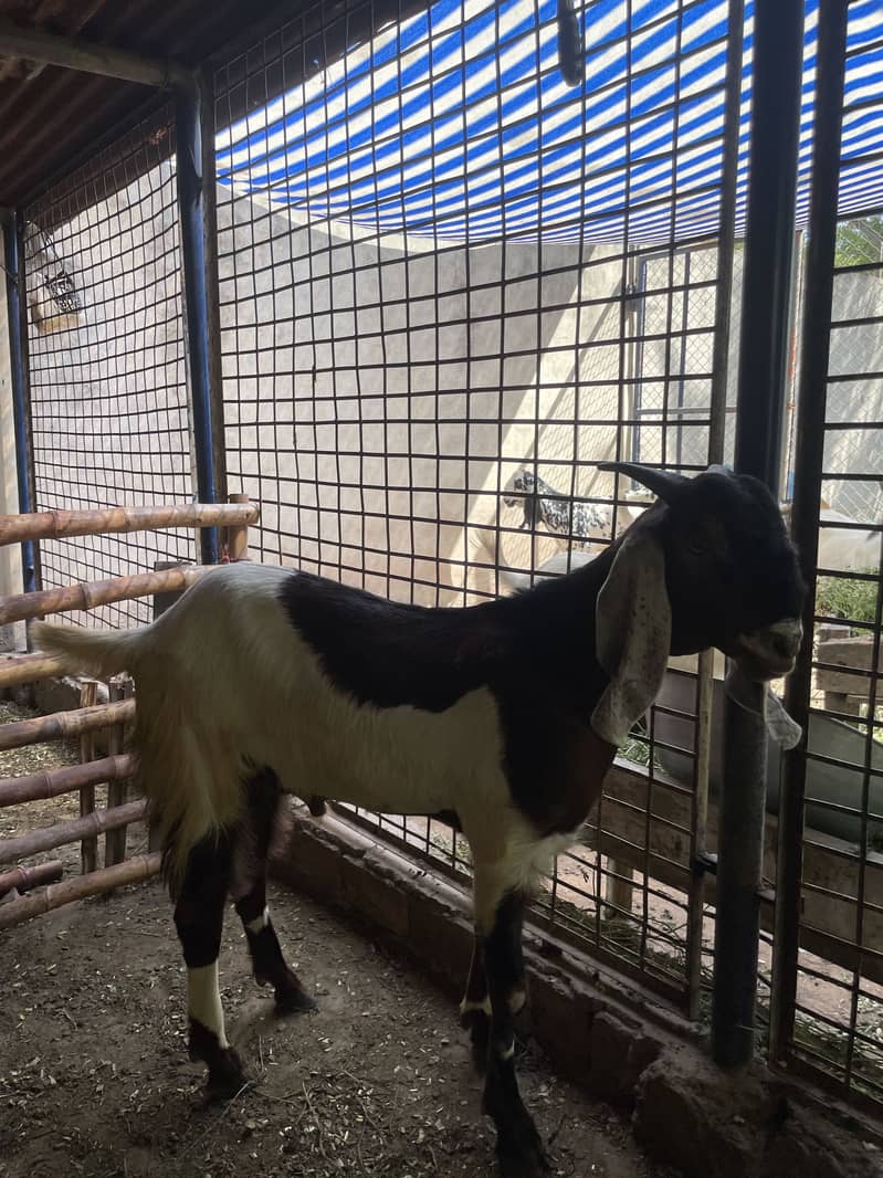 Khasi bakra 5