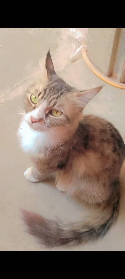 Beautiful and Playful Semi-Long Hair Female Cat For Sale